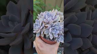 Graptoveria Debbie [upl. by Woodford]