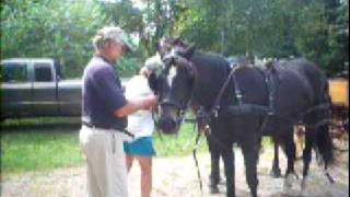 UnHitching hometrained driving horses pair from carriage [upl. by Haye716]