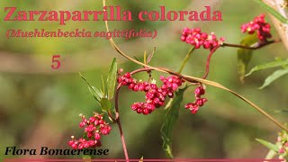 Zarzaparrilla colorada Muehlenbeckia sagittifolia   FB 005 [upl. by Tail]