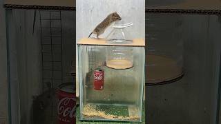 Best home mouse traprat trap [upl. by Anaidiriv140]