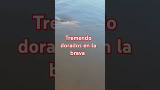 Dorados en la brava [upl. by Tirza185]