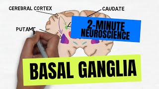 2Minute Neuroscience Basal Ganglia [upl. by Jay]