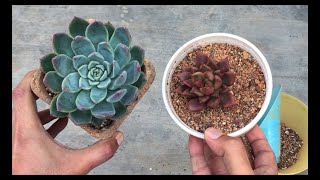 REPOTTING ANOTHER ROOT BOUND ECHEVERIA  SUCCULENT CARE TIPS [upl. by Eniledam214]