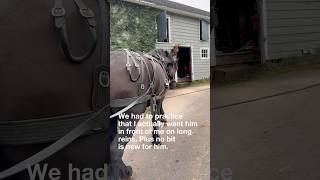 Training Matisse for Pulling at the Homestead Permaculture Farm Percheron Draft Horse [upl. by Ralfston]