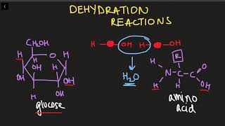 Polymers Dehydration Synthesis and Hydrolysis Reactions [upl. by Treva]