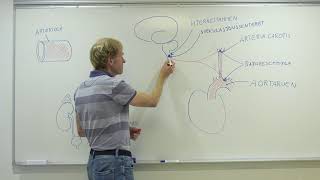 Nervesystemets regulering av blodtrykket [upl. by Kirsteni]