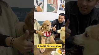 🐕Tobo का Birthday Cake 🎂 mini wood toy  woodworking art skill  hand crafts shorts pets [upl. by Annoda]