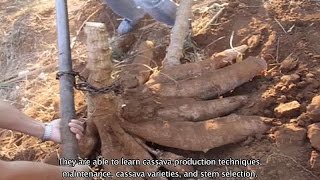 Inclusive Business A viable option for cassava farmers [upl. by Lyndon]