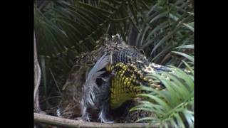 king ratsnake raiding bird nest in central China Short version [upl. by Luhem]