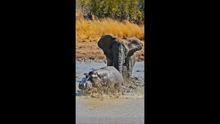 Angry Elephant Charges Hippo [upl. by Ahsurej712]