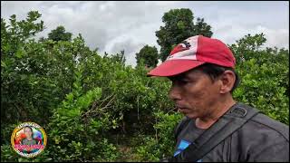 NALIBRE TAYO NG LAGAY NG ABONO SA CALAMANSI [upl. by Nirahs]