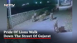 Watch Pride Of Lions Walk Down The Street Of Gujarat At Night [upl. by Howe]