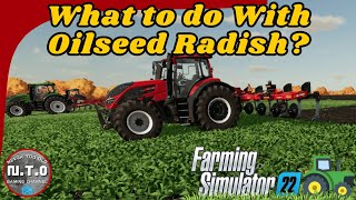 FS22 Guide What Is Oilseed Radish Used For Benefits amp Tips Help I Bought A Farm [upl. by Hulbard267]