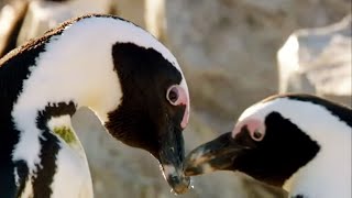 Best of Penguins  Top 5  BBC Earth [upl. by Bocaj354]