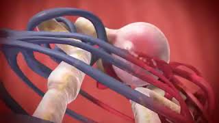 Glomerular Filtration animation [upl. by Corly]