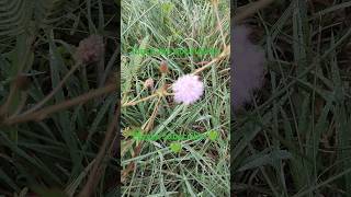 Beautiful naturetouch me not tree 🌲 flowers amazingplease subscribe 🙏 [upl. by Aklog]