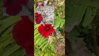 Hollyhocks ☘️ plant houseplant garden houseplants gardning [upl. by Serene139]