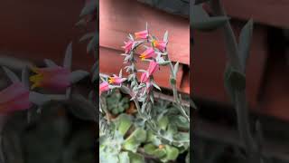 Succulent Flowers Succulent Plants Echeveria Plants shorts plants succulent [upl. by Caldeira584]