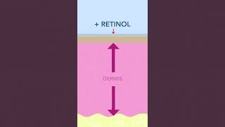 Does Retinol Thin the Skin  Yes and No [upl. by Ettolrahc]