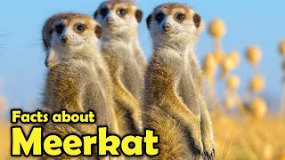 What is a Meerkat  Fascinating Facts about Meerkats [upl. by Aneleiram66]