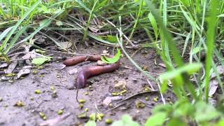 Nature Earthworm digging a hole 8x speed [upl. by Tsugua]