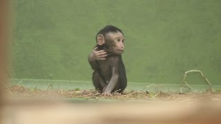 Kuifmakaak jong ZOO Antwerpen  Celebes crested macaque baby [upl. by Merwin445]