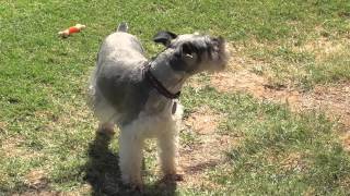 Miniature Schnauzers howling with a tornado siren [upl. by Namien]