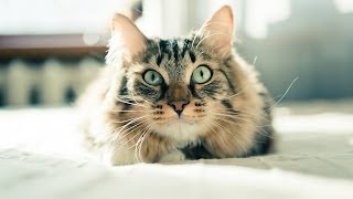 How to Train a Cat to Come When Called  Cat Care [upl. by Elison]