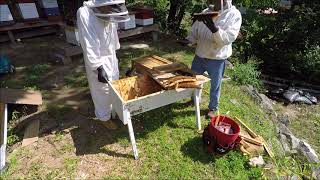 Beekeeping  Transferring a Top Bar Hive to a Langstroth Hive [upl. by Arit]