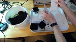 ESS Irradiated Radish seeds experiment [upl. by Nikolas934]