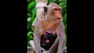 Newborn baby hug mom get milk monkey [upl. by Nani]