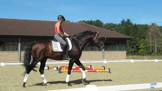 Franziskus  Ingrid Klimke  Trainingssequenz  Fliegende Wechsel  2er amp 1er  Gehorsamssprung [upl. by Aborn]