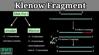 Klenow Fragment  How Klenow Fragment Is Formed [upl. by Foushee213]