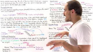 Regulation of Glycolysis in Liver Cells [upl. by Anelehs]