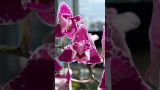 Phalaenopsis Chia E Yenlin Variegata [upl. by Clevey898]