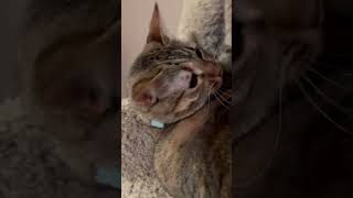 Crazy cat🐱 cuteanimal cat [upl. by God]