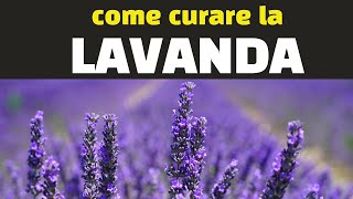 Come curare la LAVANDA [upl. by Rashida]