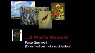 A Prairie Moment  False Gromwell Onosmodium molle occidentale [upl. by Skyla]