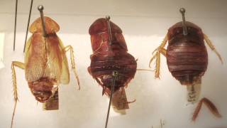 The Winter Roach New York Citys Invasive Cold Tolerant Roaches [upl. by Luedtke722]