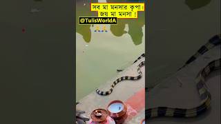 Snake🐍 Joy Maa Manasa🙏🏻 Banded Krait India  Natural Footage in Chhath Puja shorts snake wildlife [upl. by Arette]