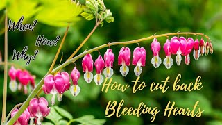 How to Cut Back Bleeding Hearts this Fall 🍁🍃 Dicentra spectabilis plant care 🌿 [upl. by Lessard]