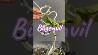 Making Bonsai Trees From Bugenvil [upl. by Aneelad]