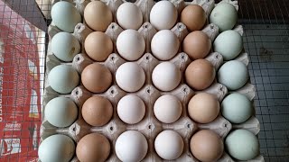 Tips sobre HUEVOS FÉRTILES 🥚 Más GALLINAS CLUECAS 😱 les ponemos HUEVOS CRIOLLOS 🪺 [upl. by Econah]