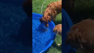 Jack problem solving to get an object from the pool dog [upl. by Eran]