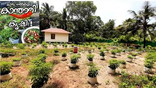 500 ഗ്രോബാഗിൽ കാന്താരി കൃഷിbirds eye chilli plant cultivationkanthari mulaku krishi malayalam [upl. by Regnij]