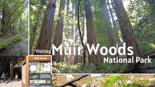 Visiting Muir Woods National Monument Park in Marin County California  Redwoods Trail and Creek [upl. by Alexia]