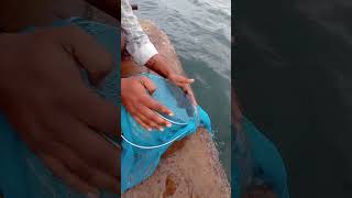 Young Mans Secret Fishing Idea fishing fishingvideos thoondilulagam seafishing [upl. by Wendie670]