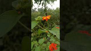 Lantana flower plant 🌼 environment [upl. by Lib493]