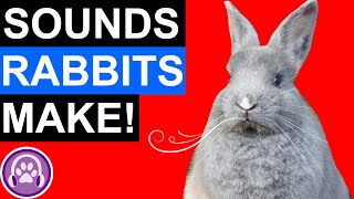 Rabbit Sounds and What They Mean [upl. by Jardena85]