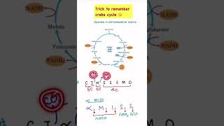 short trickkrebs cycleTCA cyclecitric acid CA cycleneetncert [upl. by Deena]